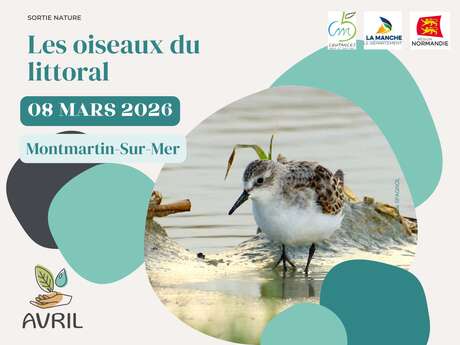 Les oiseaux du littoral
