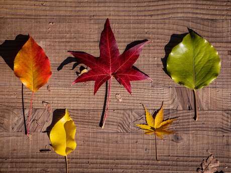 Sortie parent-enfant : chasse aux feuilles d’automne