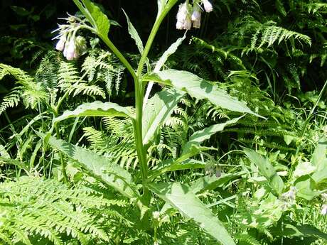 Plantes comestibles et médicinales à Hambye