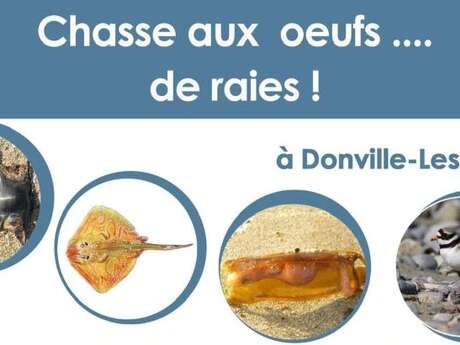 Chasse aux oeufs de raies
