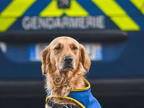 Conférence "Chiens d'assistance judiciaire : émotions et bien-être animal"