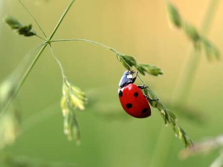 Remise du prix Coccinelle par Manche-Nature