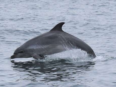 Expérience de Destination : J’observe la faune marine dans les archipels de Chausey et des Minquiers