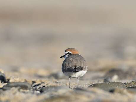 Espèces discrètes et monde secret, photographies par André Gloux