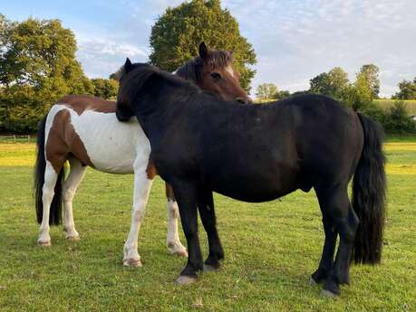 Association "Le cheval un guide vers l'équilibre et la liberté