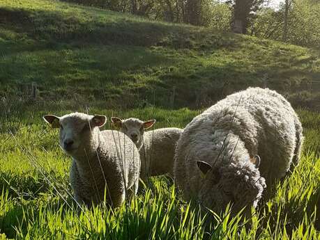 Domaine de la Pinçonnière