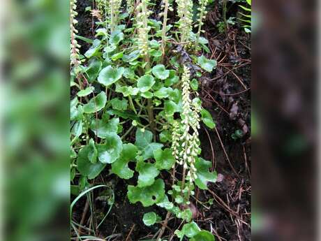 Plantes comestibles et médicinales