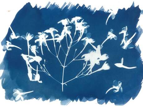 P'tit atelier - Cyanotype