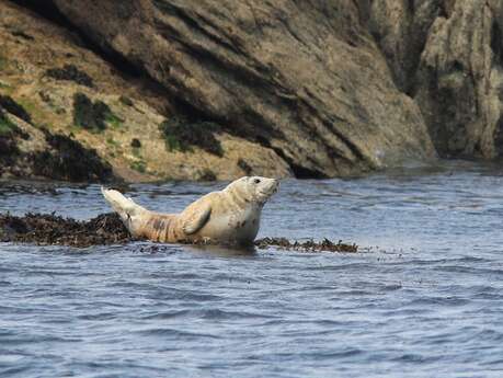 Observation phoques et oiseaux