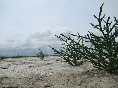 Salicorne et compagnie