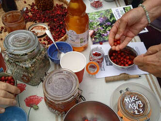 Atelier recettes à base de plantes avec La Tisane Lumineuse