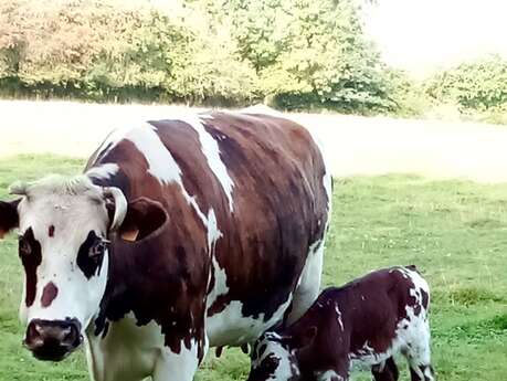 Porte ouverte de la ferme laitiere et cidricole