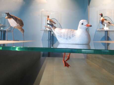 P'tite visite sur les oiseaux de la Baie du Mont Saint-Michel