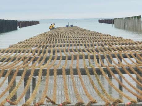Visites commentée des moulières en 7 thèmes