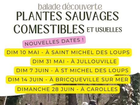 Balade plantes sauvages comestibles
