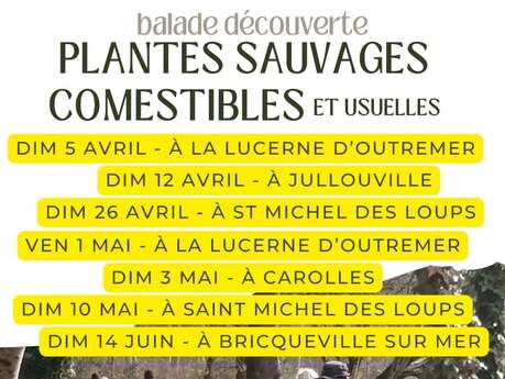 Observation phoques et oiseaux