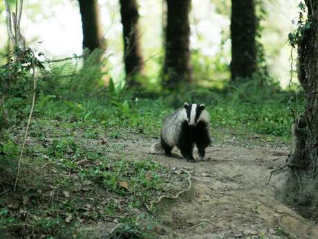 Sur la piste des animaux