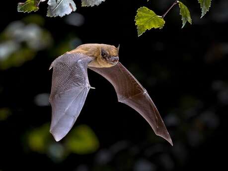 Nuit internationale de la chauve-souris