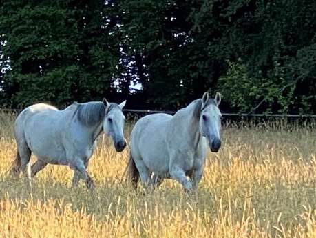 Association "Le cheval un guide vers l'équilibre et la liberté