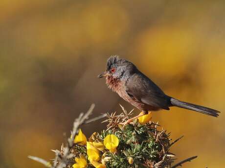 Conférence grand public : les oiseaux de la Baie