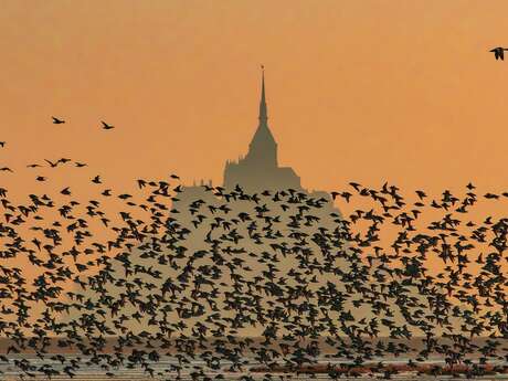 Conférence grand public : La Baie sauvage par le photographe animalier Pascal Percheron