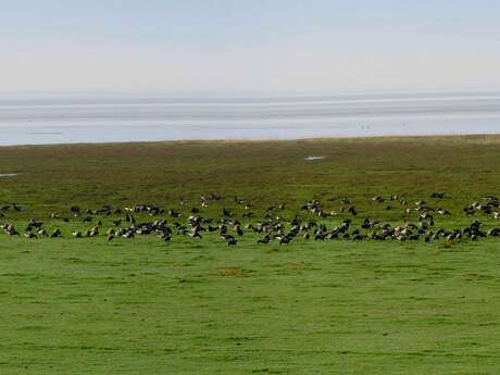 Conférence sur les oiseaux de la Baie du Mont Saint-Michel par le Groupe Ornithologique Normand (GONm)