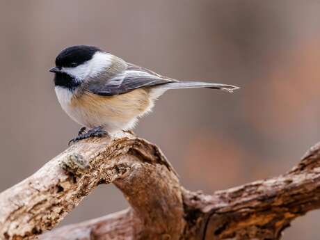 Atelier créatif : mangeoire pour les oiseaux