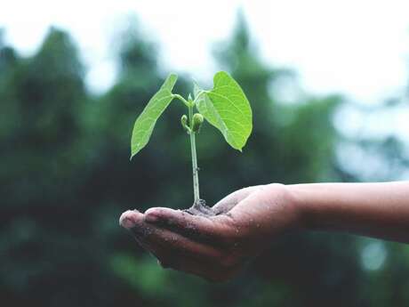 Formation Transformation des plantes médicinales