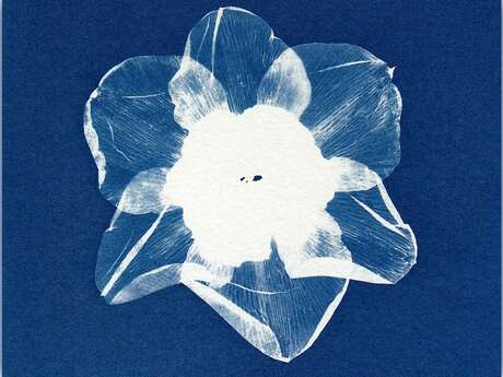 Initiation au cyanotype