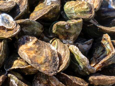 Visite guidée en langue des signes française "Huîtres et moules"