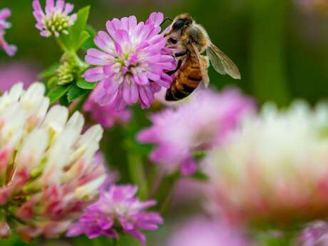 Balade à la découverte des plantes médicinales