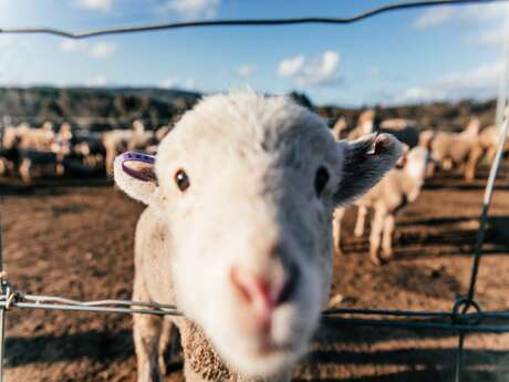 Concours de races cotentines et grande foire aux moutons