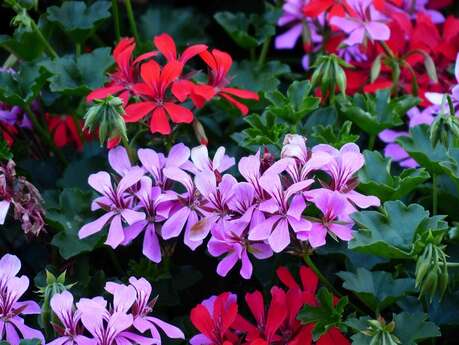 Atelier enfants > confection de fleurs, papillons Atelier enfants > confection de fleurs, papillons