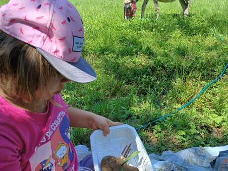 Stage « Ânes et nature » en famille. Thème : "Insectes & Cie"