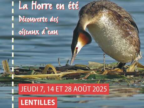 La Horre en été : découverte des oiseaux d'eau