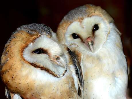 Printemps des nocturnes à Der Nature