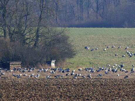 Ferme aux Grues