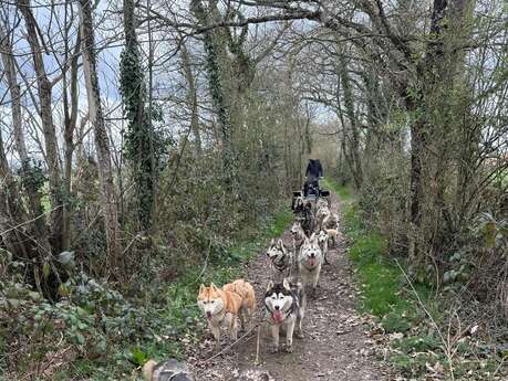 Formule balade découverte en chien de traineau - Cani-tout tout