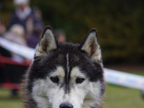 Rencontre avec la meute - Cani-tout tout
