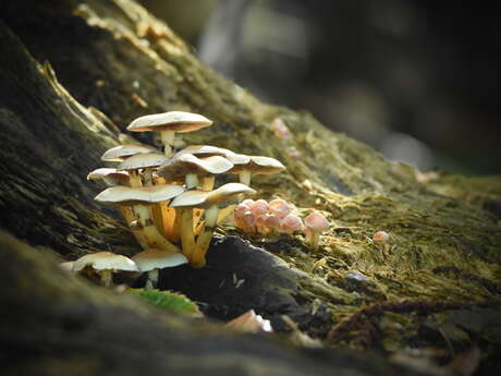 Une forêt pleine de vie