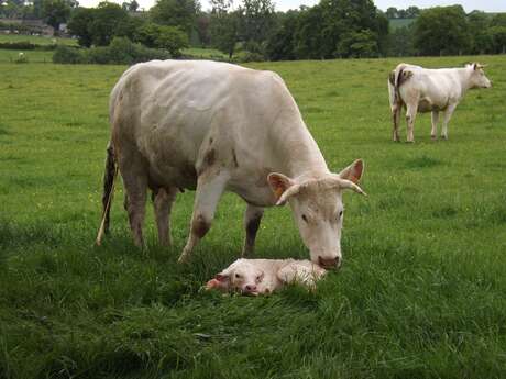 LA FERME DE TOM