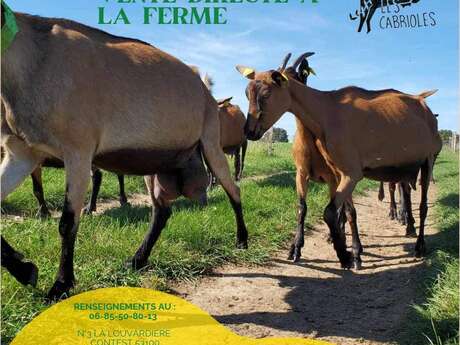 CHEVRERIE LES CABRIOLES - CONTEST