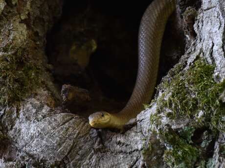 Découverte des reptiles