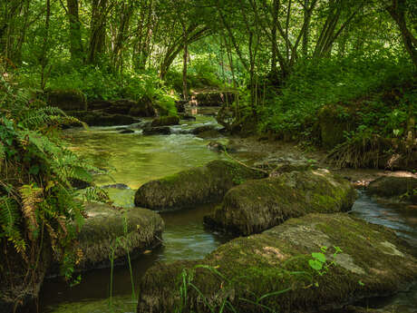 La Colmont, une rivière vivante