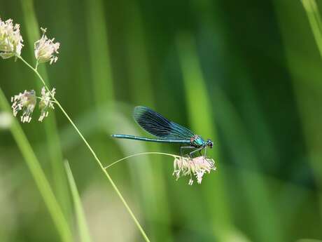 Animations Petites Bêtes, amies du jardinier