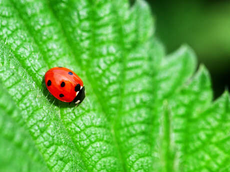 Les alternatives aux pesticides pour le jardin