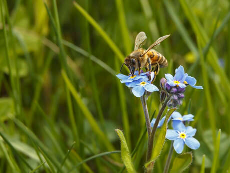 Atelier « bombes à graines » pour la biodiversité