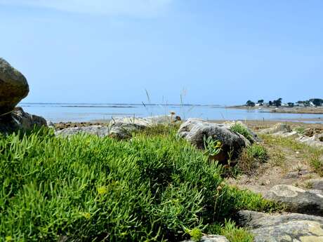 Sortie découverte des plantes du sentier côtier