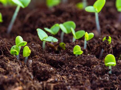 Réussir ses semis