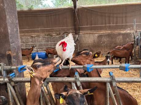 Visite de la ferme "Les Paturettes de Bodavel"